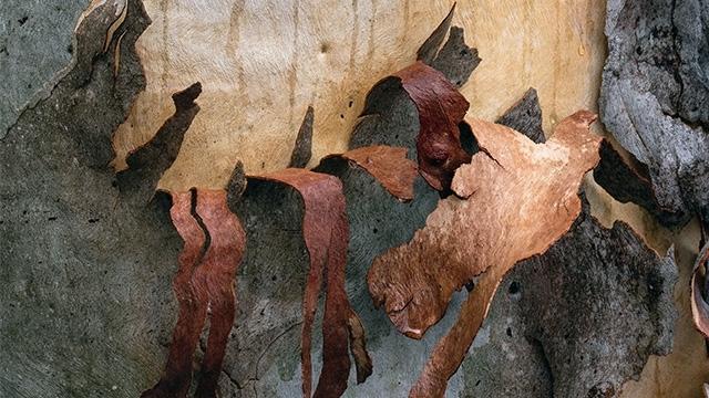 Thinking From Everywhen: Philosophy, Indigenous Knowledge & Perspectives