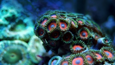 Image of coral underwater